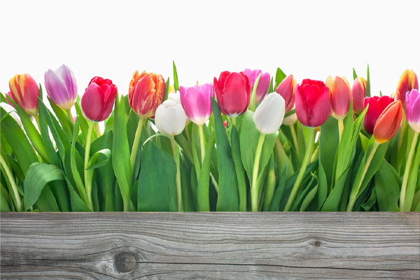 image of spring flowers depicting spring car maintenance