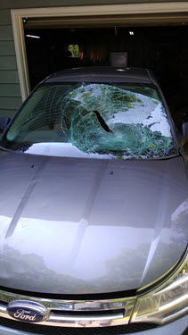 deer hit windshield