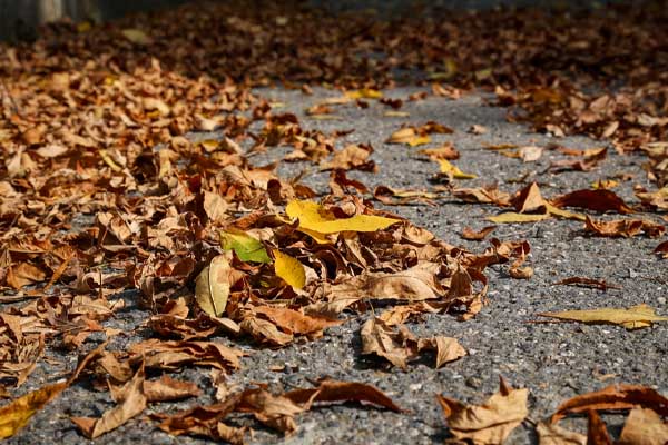 fall leaves covering street