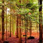 image of leaves falling off tree depicting fall safety driving tips