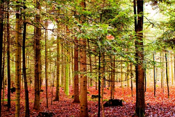 image of leaves falling off tree depicting fall safety driving tips