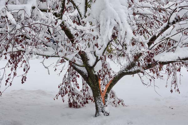 snow covered tree