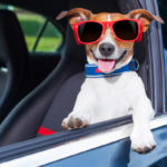 image of a cool dog in a car