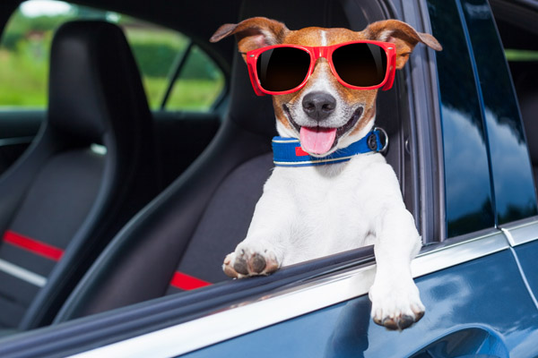 image of a cool dog in a car